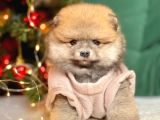 Pomerian
