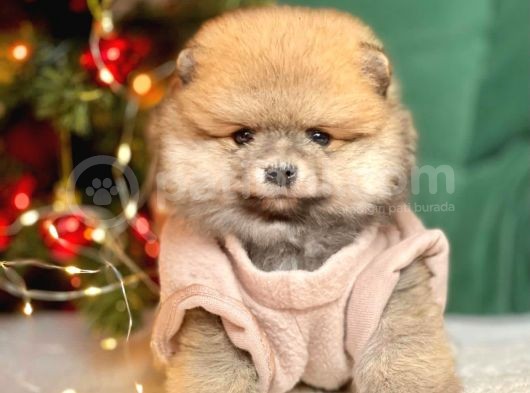 Pomerian görsel