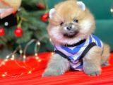 Pomerian