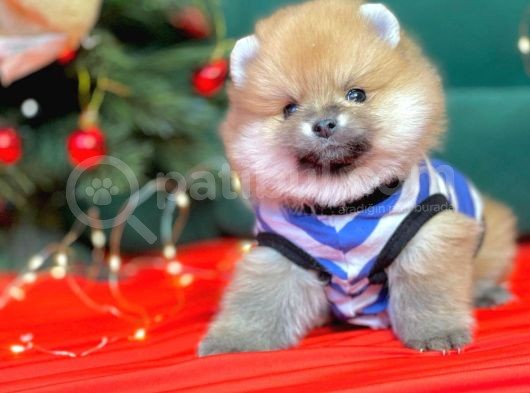 Pomerian görsel