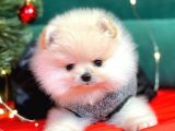 Pomerian