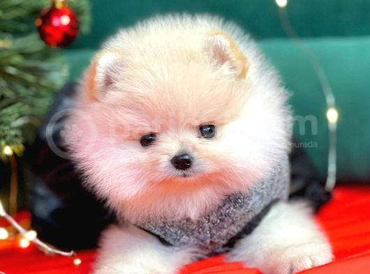 Pomerian görsel
