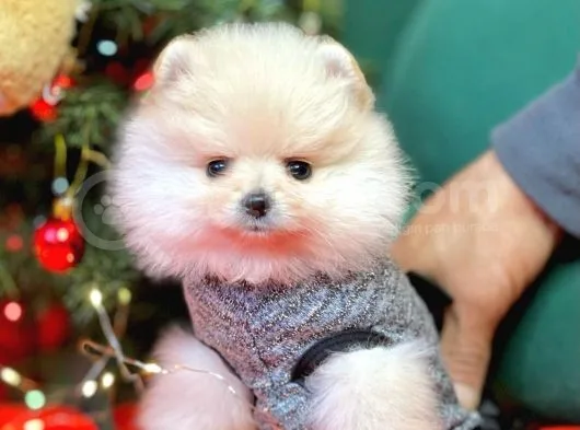 Pomerian