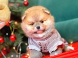 Pomerian