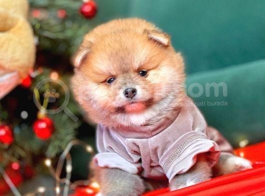Pomerian görsel