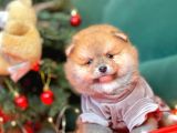 Pomerian