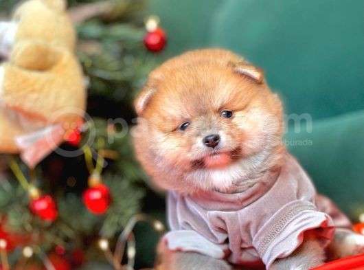 Pomerian görsel