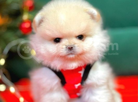 Pomerian görsel