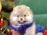 Pomerian