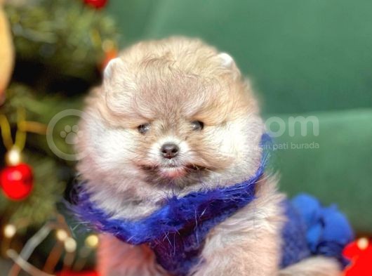 Pomerian görsel