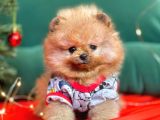 Pomerian