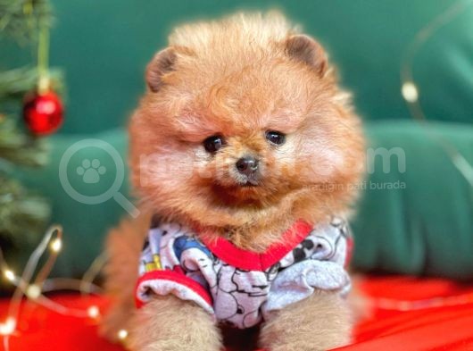 Pomerian görsel