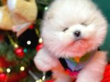 Pomerian
