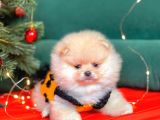 Pomerian