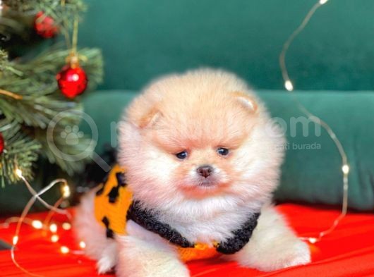 Pomerian görsel