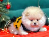 Pomerian