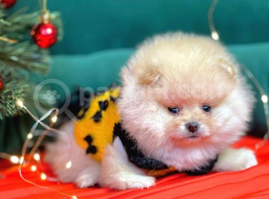 Pomerian görsel