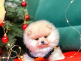 Pomerian