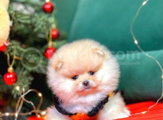 Pomerian görsel