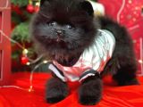 Pomerian