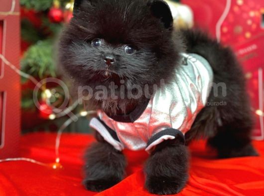 Pomerian görsel