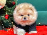 Pomerian