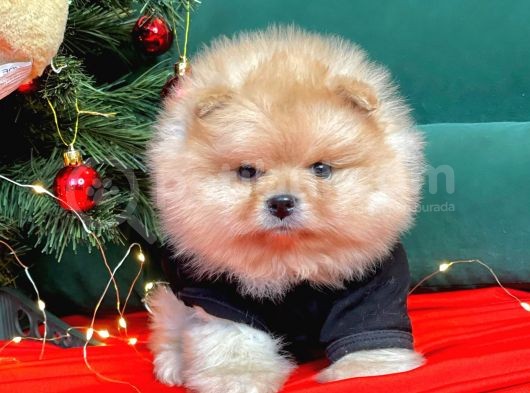 Pomerian görsel