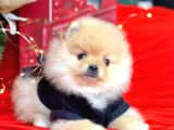 Pomerian