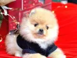 Pomerian