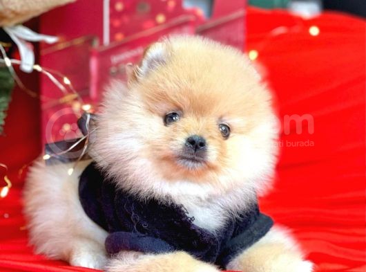 Pomerian görsel