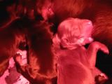Öz Dobermann Kennel - Sağlıklı Kaliteli Dobermann Yavruları