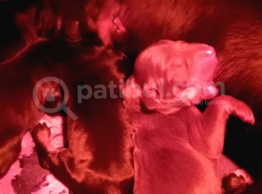 Öz Dobermann Kennel - Sağlıklı Kaliteli Dobermann Yavruları görsel