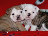 Irkinin Güzeli̇ İngi̇li̇z Bulldog Yavrulari