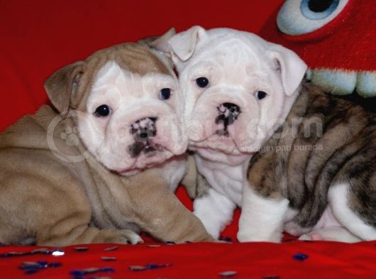 Irkinin Güzeli̇ İngi̇li̇z Bulldog Yavrulari görsel