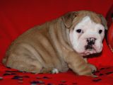 Irkinin Güzeli̇ İngi̇li̇z Bulldog Yavrulari
