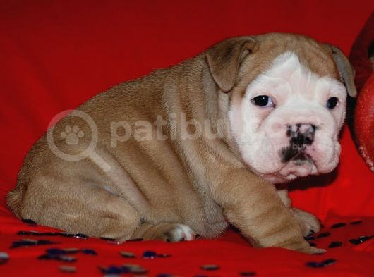 Irkinin Güzeli̇ İngi̇li̇z Bulldog Yavrulari görsel