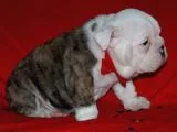 Irkinin Güzeli̇ İngi̇li̇z Bulldog Yavrulari