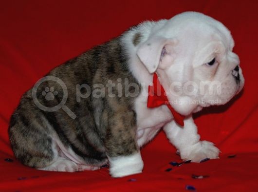 Irkinin Güzeli̇ İngi̇li̇z Bulldog Yavrulari görsel