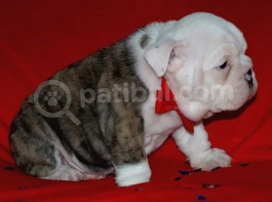 Irkinin Güzeli̇ İngi̇li̇z Bulldog Yavrulari