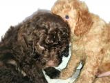 Uygun Poodle