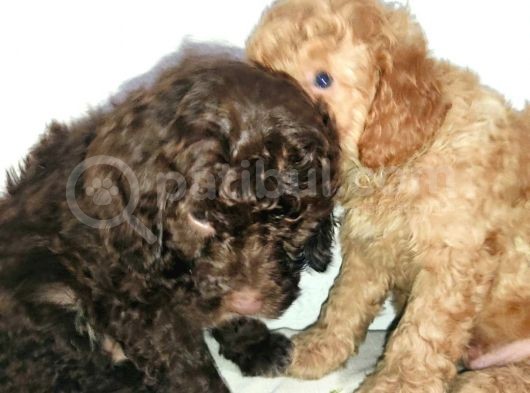 Uygun Poodle görsel