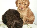Uygun Poodle