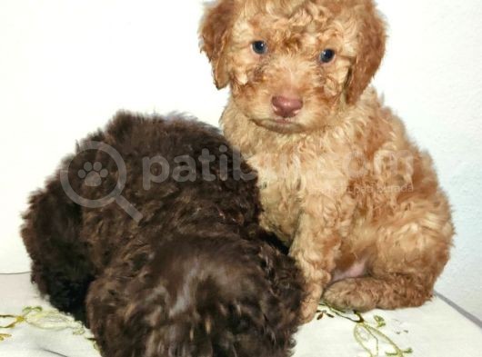 Uygun Poodle görsel