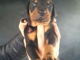 Öz Dobermann Kennel - Sağlıklı Kaliteli Dobermann Yavruları