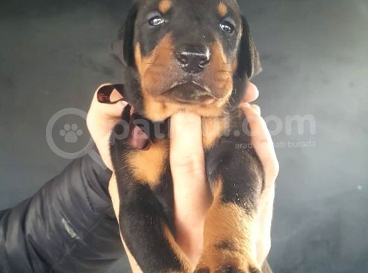 Öz Dobermann Kennel - Sağlıklı Kaliteli Dobermann Yavruları görsel