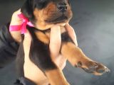Öz Dobermann Kennel - Sağlıklı Kaliteli Dobermann Yavruları