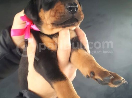 Öz Dobermann Kennel - Sağlıklı Kaliteli Dobermann Yavruları görsel