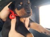 Öz Dobermann Kennel - Sağlıklı Kaliteli Dobermann Yavruları
