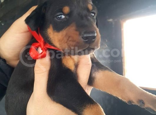 Öz Dobermann Kennel - Sağlıklı Kaliteli Dobermann Yavruları görsel