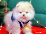 1. Sınıf Pomeranian Yavrular
